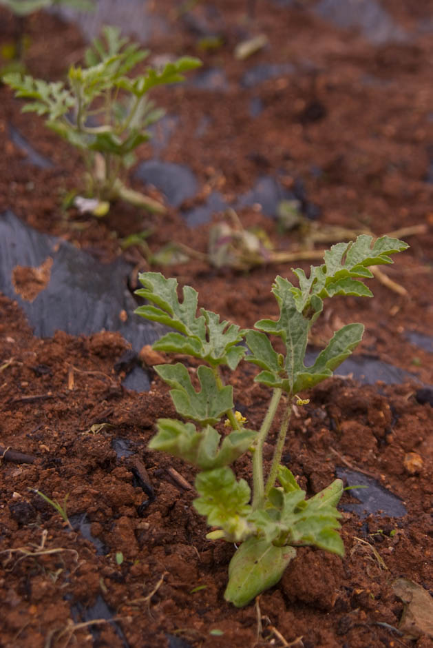 주말농장에 팻말을 세우다.... 16