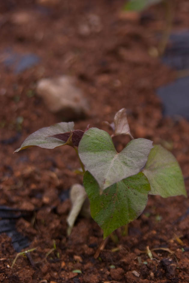 주말농장에 팻말을 세우다.... 15
