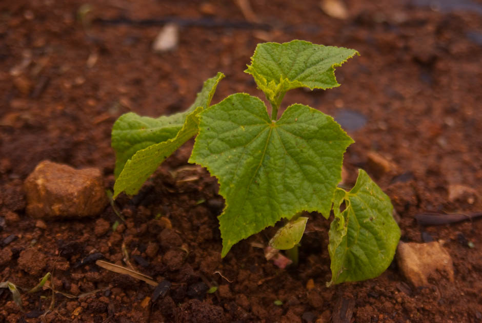 주말농장에 팻말을 세우다.... 10
