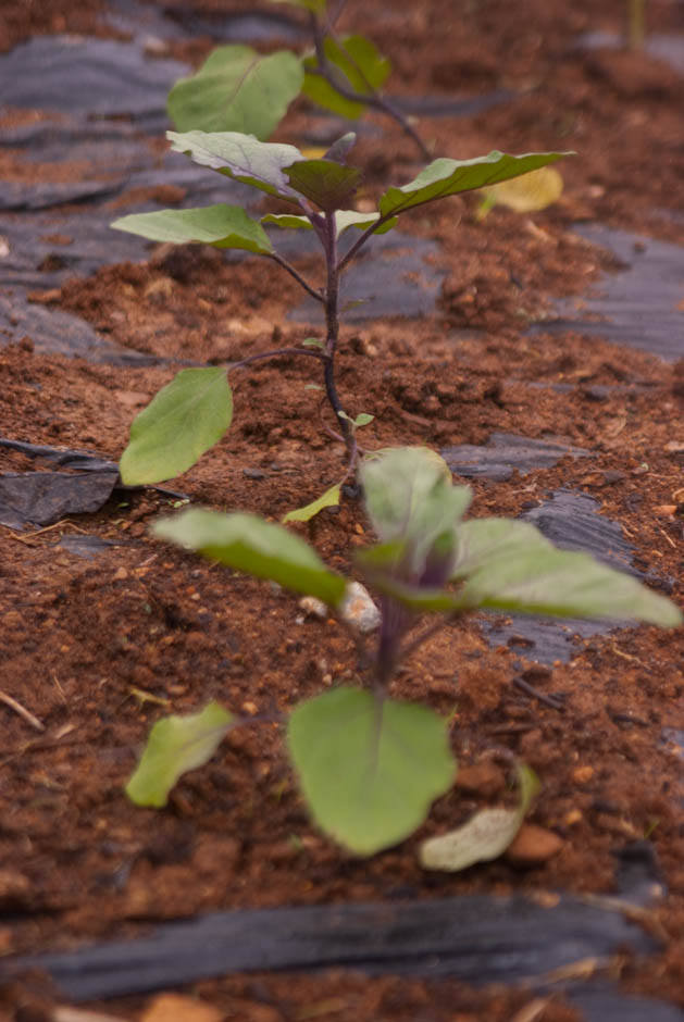 주말농장에 팻말을 세우다.... 14