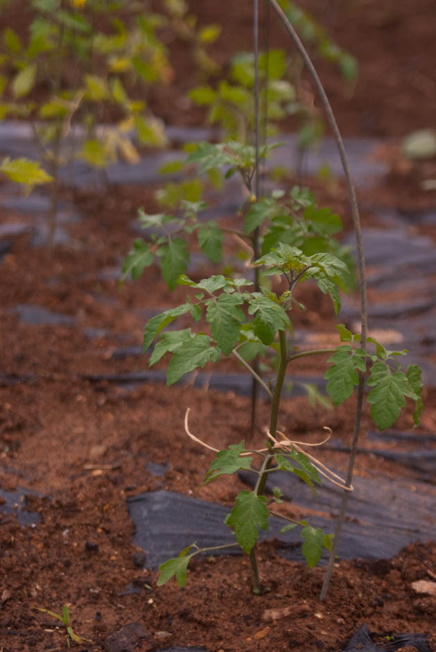 주말농장에 팻말을 세우다.... 13