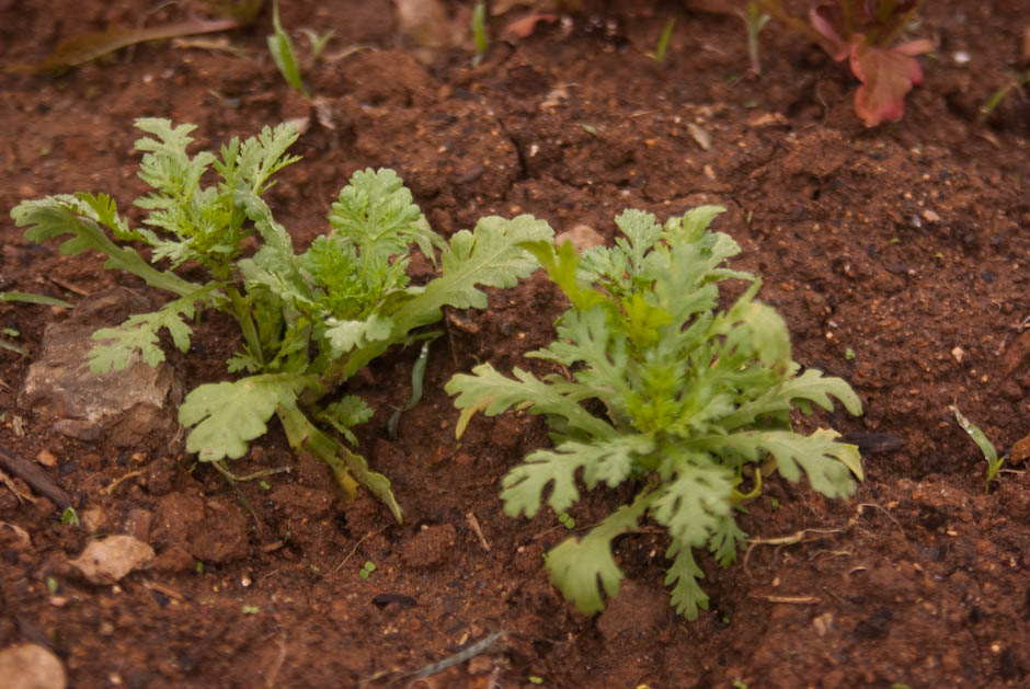 주말농장에 팻말을 세우다.... 12