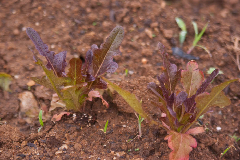 주말농장에 팻말을 세우다.... 11