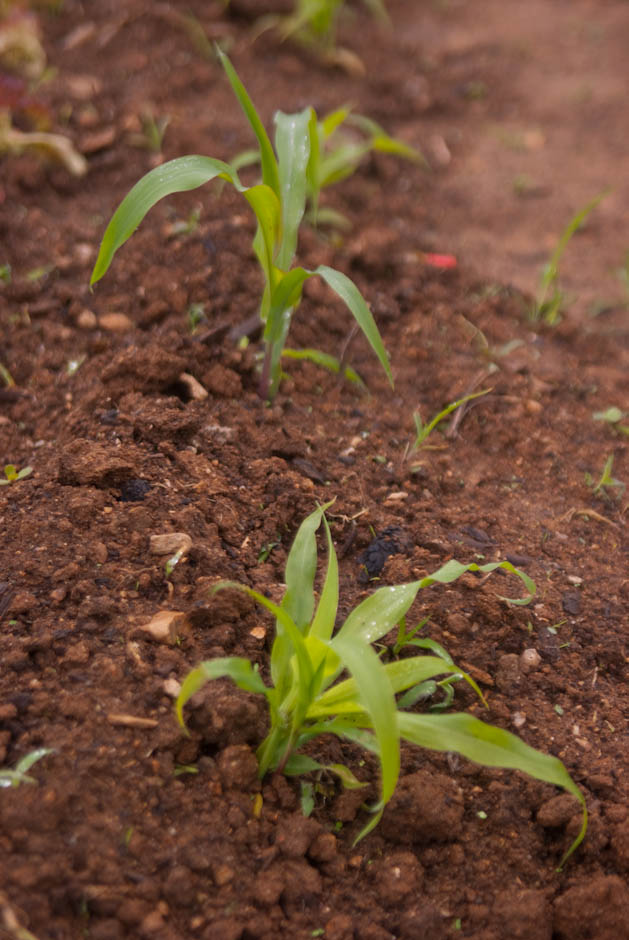 주말농장에 팻말을 세우다.... 17