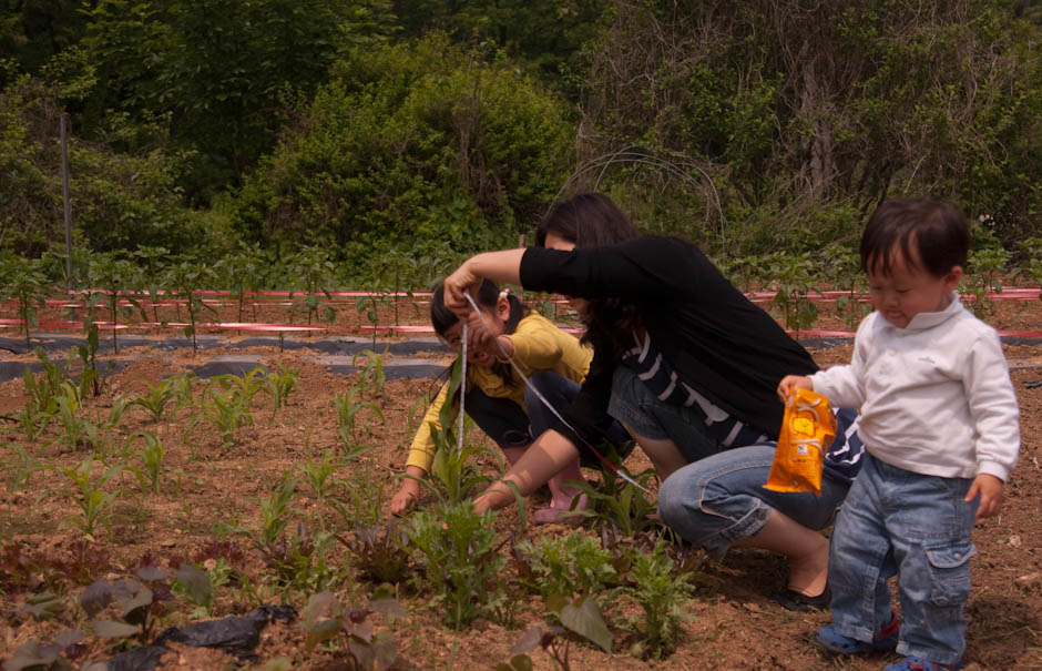 이번주 다녀온 주말 농장 풍경 25