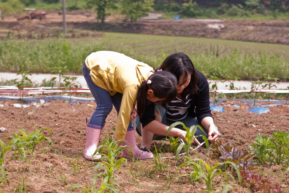 이번주 다녀온 주말 농장 풍경 26