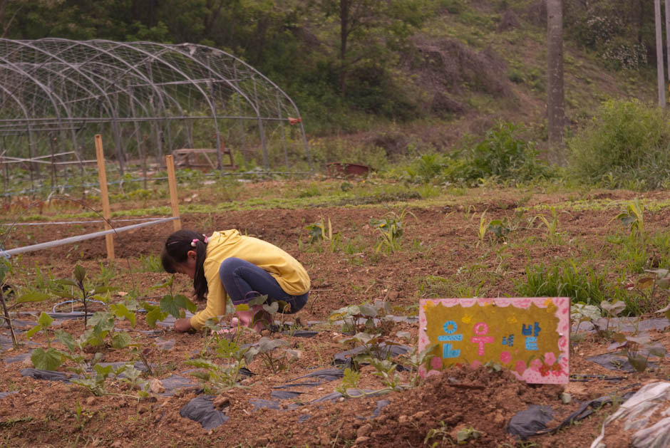 이번주 다녀온 주말 농장 풍경 29 이번주 다녀온 주말 농장 풍경 29