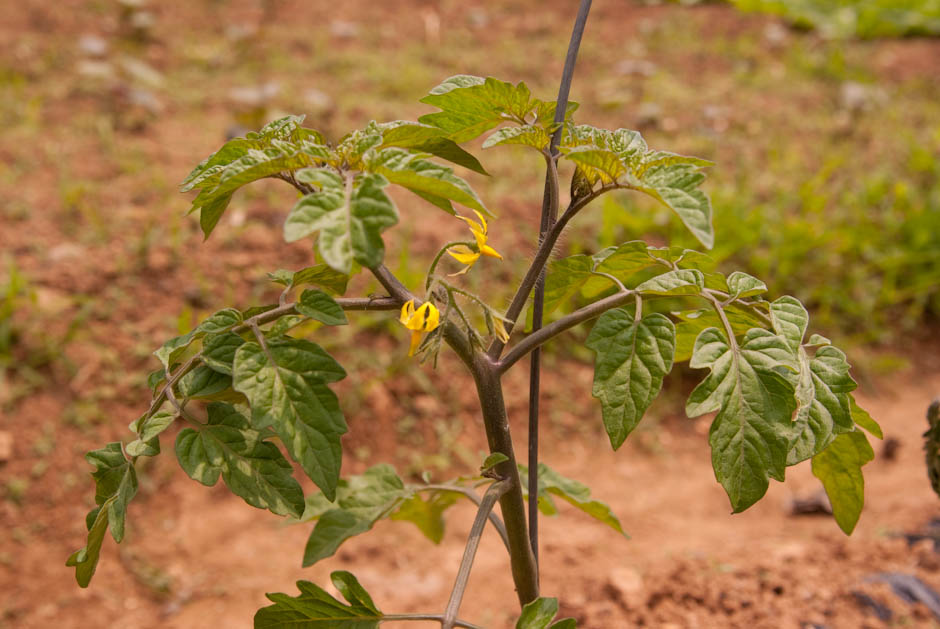 이번주 다녀온 주말 농장 풍경 44