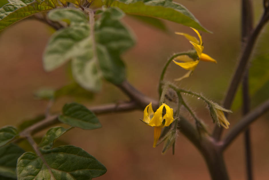 이번주 다녀온 주말 농장 풍경 43