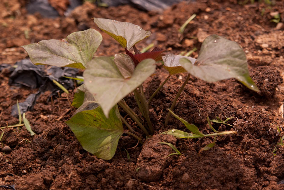 이번주 다녀온 주말 농장 풍경 42