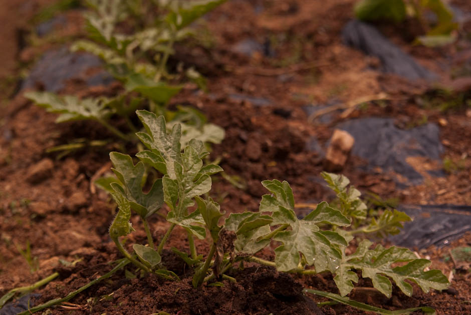 이번주 다녀온 주말 농장 풍경 41
