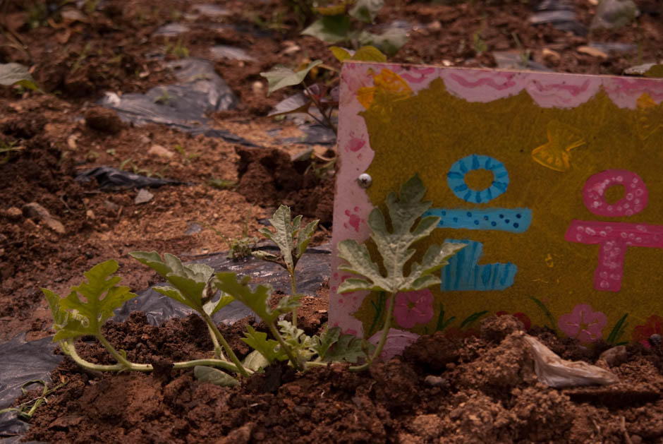 이번주 다녀온 주말 농장 풍경 40