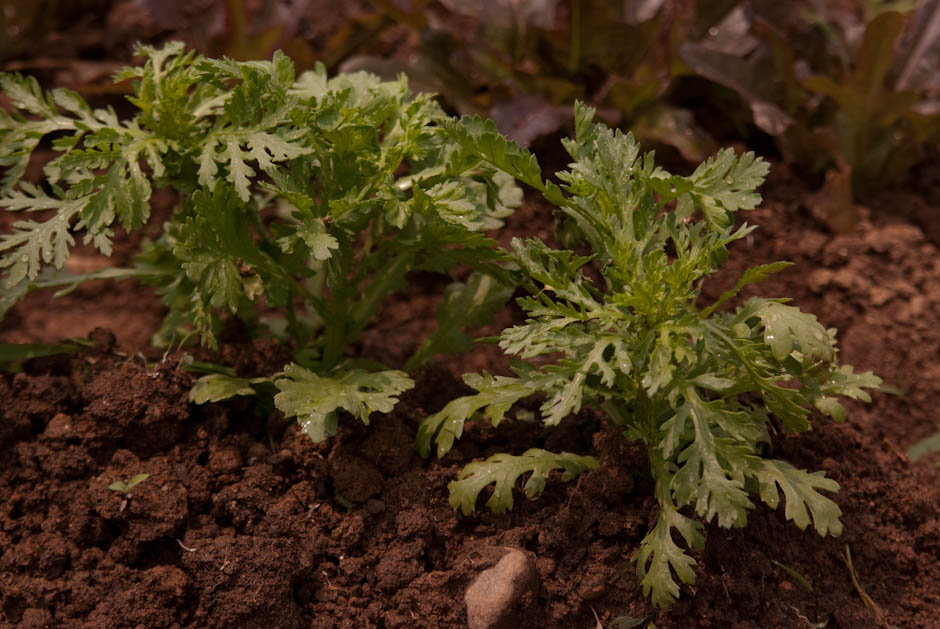 이번주 다녀온 주말 농장 풍경 39