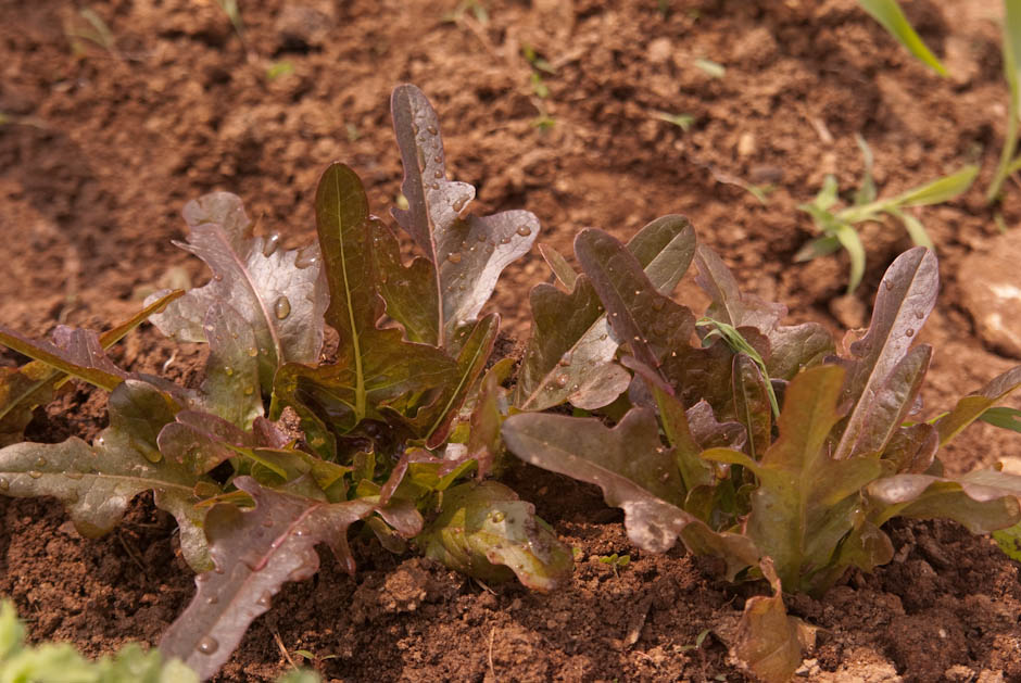 이번주 다녀온 주말 농장 풍경 38