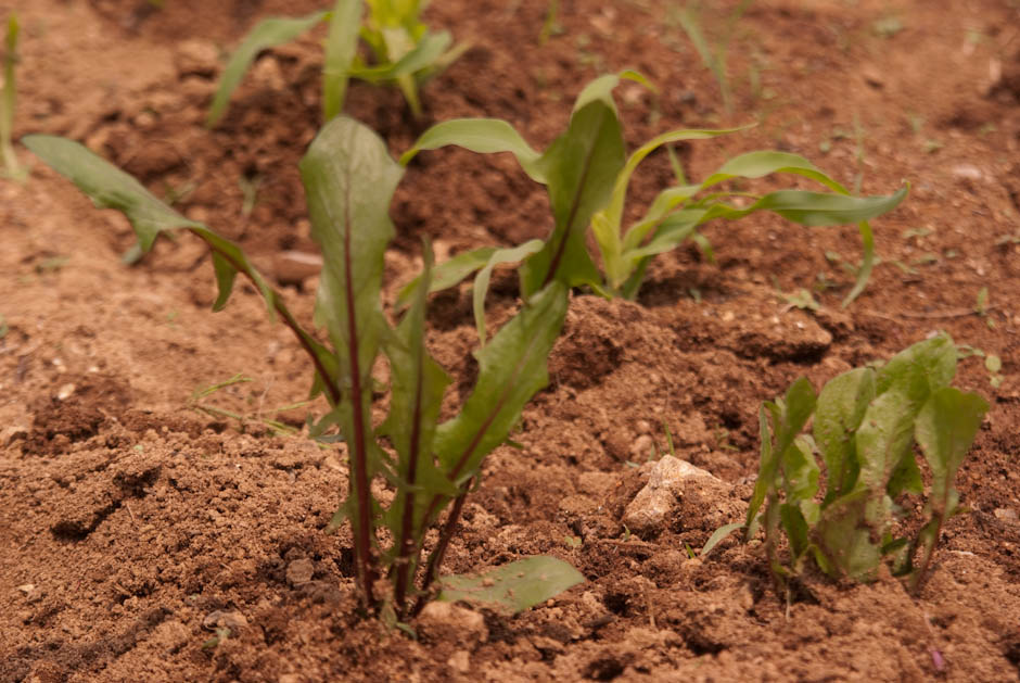 이번주 다녀온 주말 농장 풍경 37