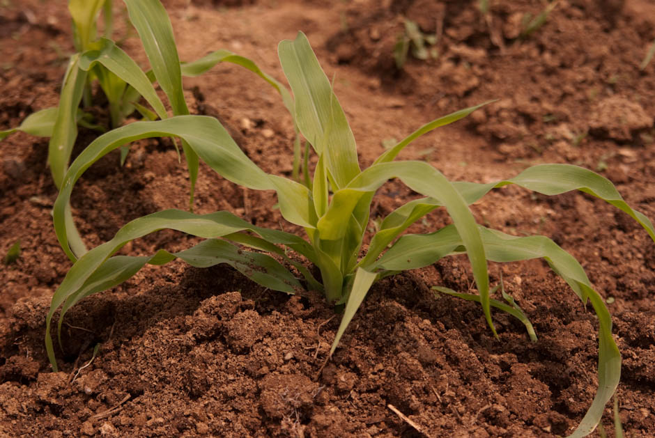 이번주 다녀온 주말 농장 풍경 36