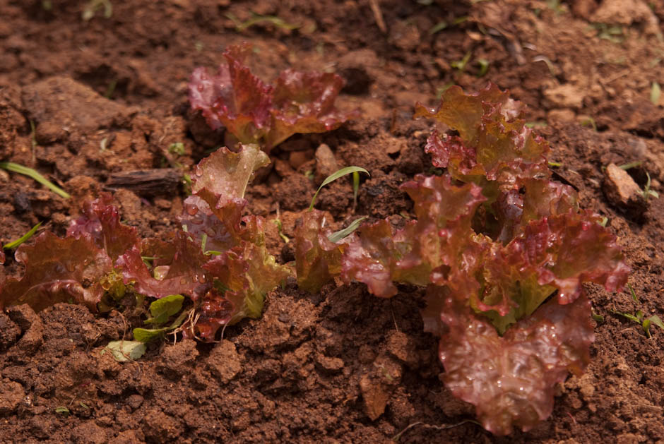 이번주 다녀온 주말 농장 풍경 35