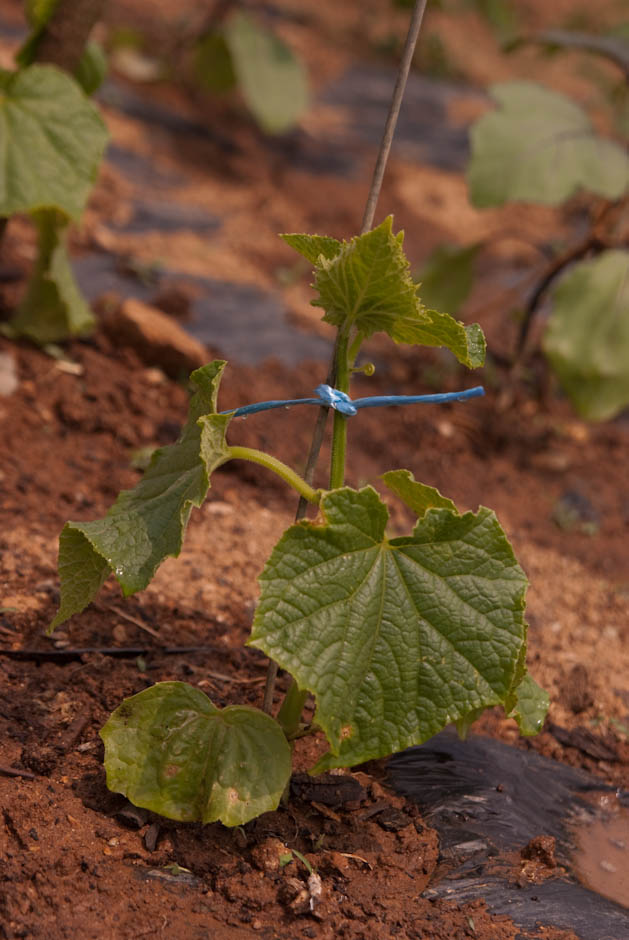 이번주 다녀온 주말 농장 풍경 34 이번주 다녀온 주말 농장 풍경 34