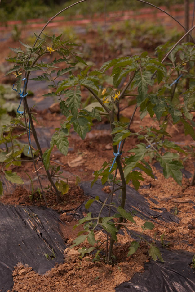 이번주 다녀온 주말 농장 풍경 33 이번주 다녀온 주말 농장 풍경 33