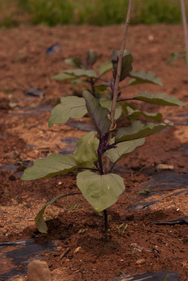 이번주 다녀온 주말 농장 풍경 32 이번주 다녀온 주말 농장 풍경 32