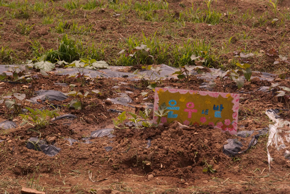 이번주 다녀온 주말 농장 풍경 31 이번주 다녀온 주말 농장 풍경 31