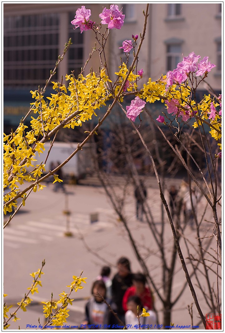 korean rosebay-8561.jpg