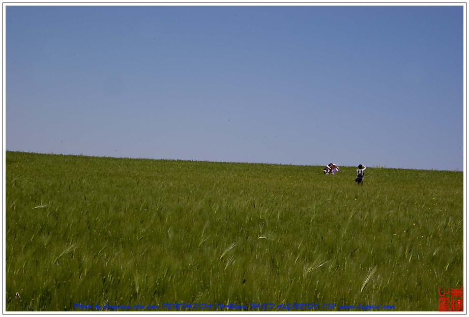   고창 청보리밭01 