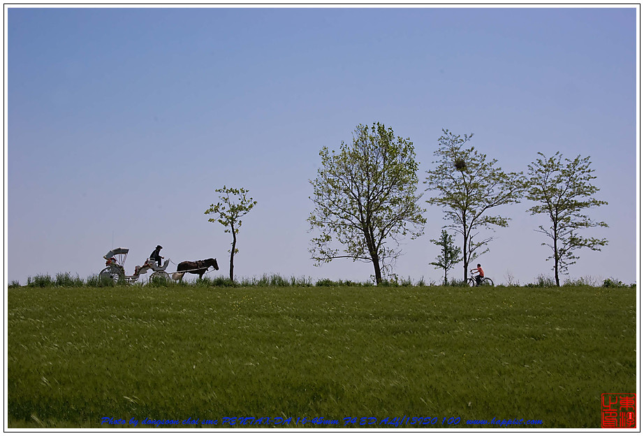   고창 청보리밭01 