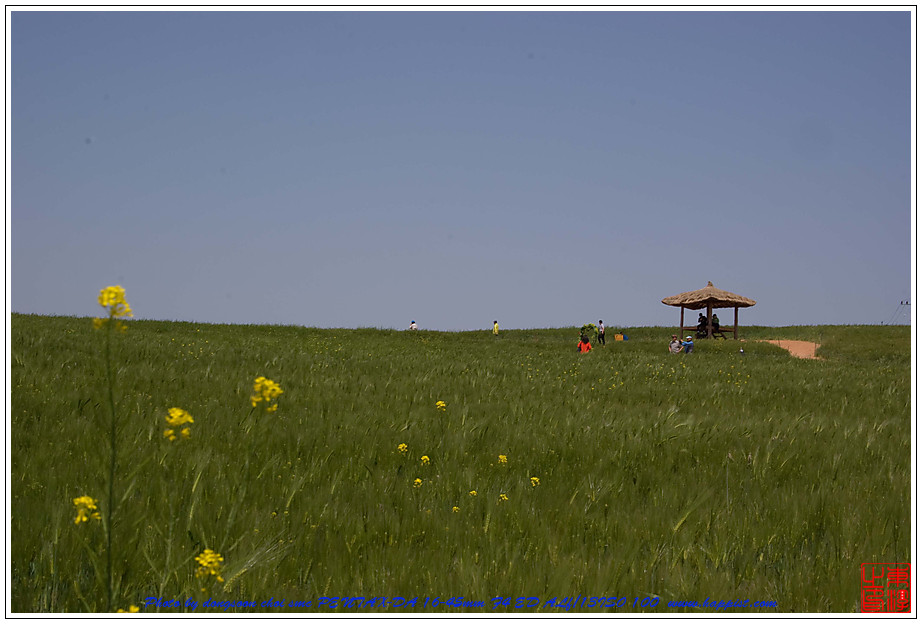   고창 청보리밭01 