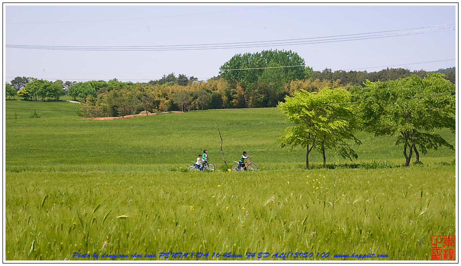   고창 청보리밭01 