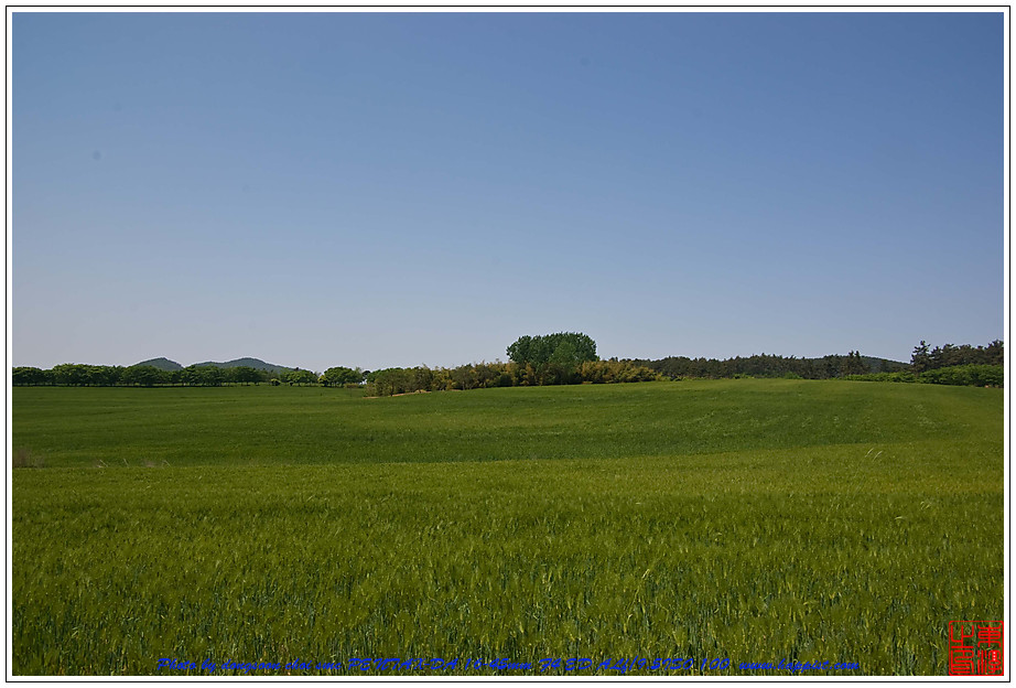 고창 청보리밭에 다녀와서 23 고창 청보리밭01