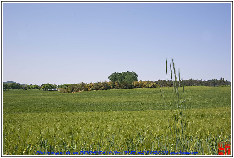  고창 청보리밭01 