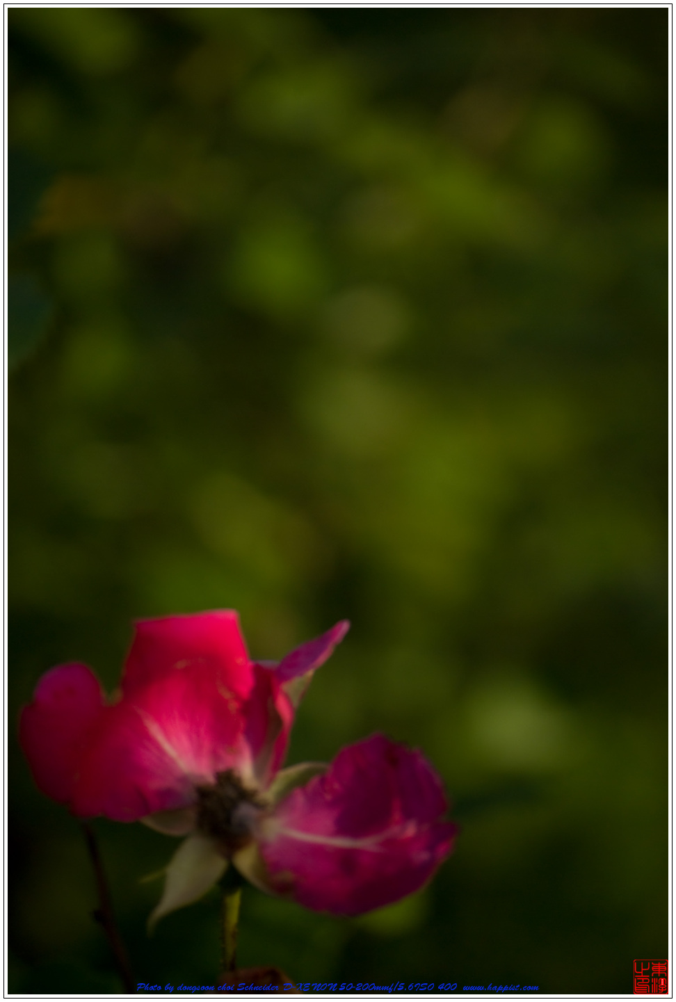Fallen rose-4883.jpg