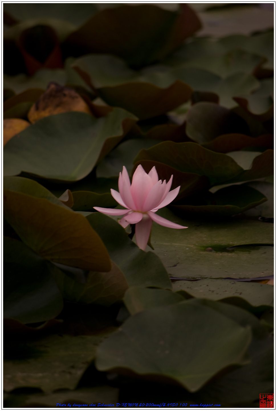 Lotus2-5193.jpg