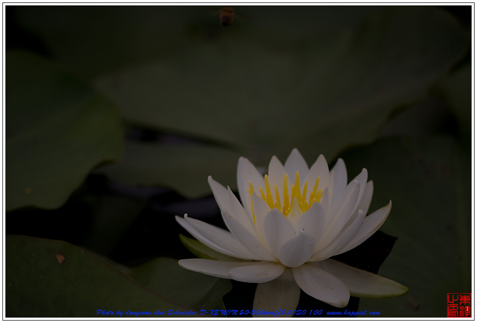 Lotus2-5269.jpg