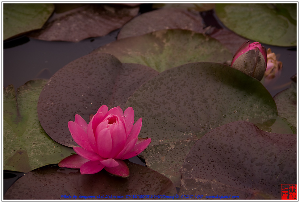 Lotus2-5342.jpg