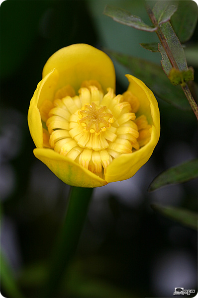 속이 노란 개연.jpg