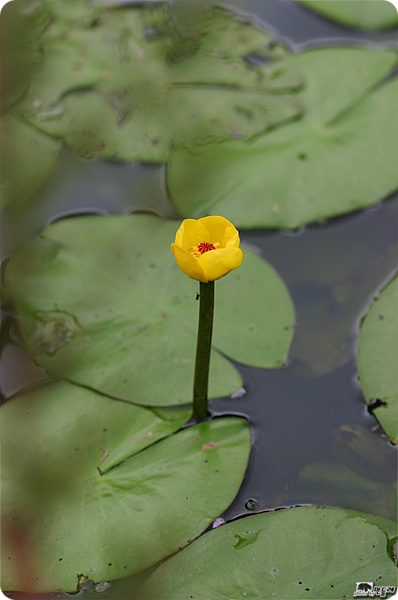 속이 빨간 남개연.jpg