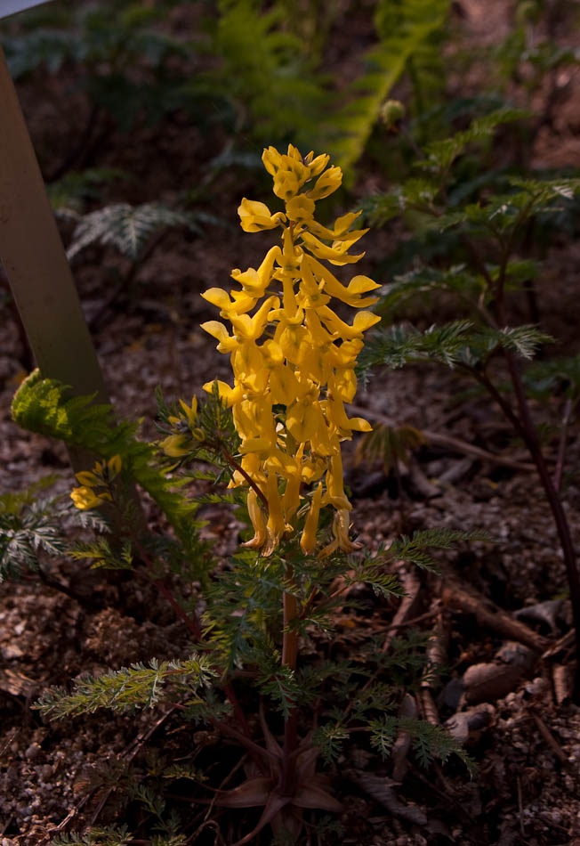 한택식물원에 다녀온 이야기... 48