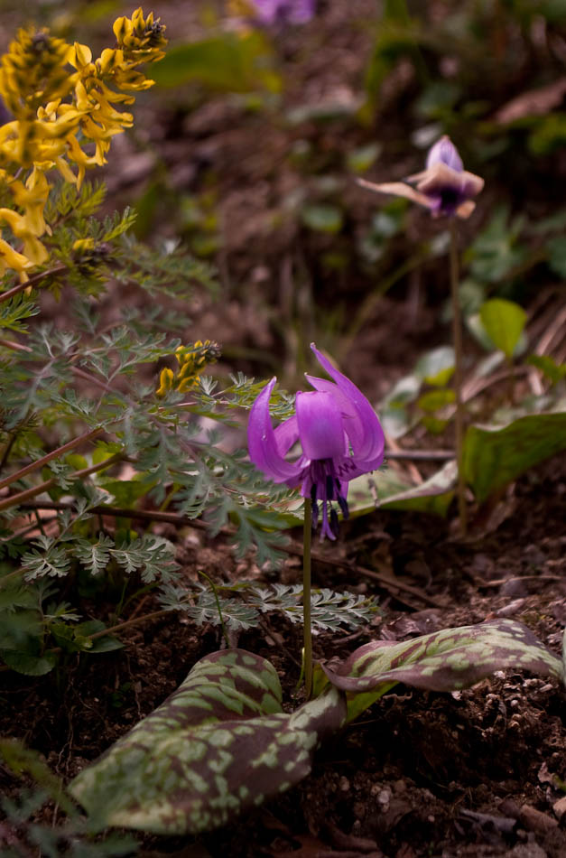 한택식물원에 다녀온 이야기... 47