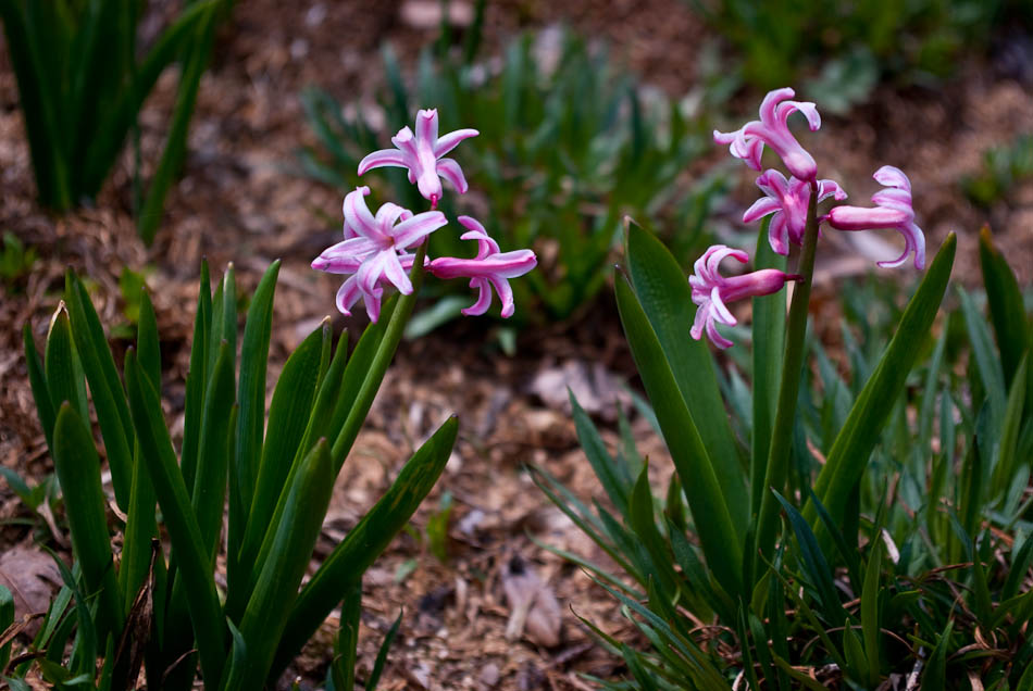 한택식물원에 다녀온 이야기... 49