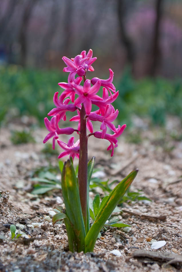 한택식물원에 다녀온 이야기... 50