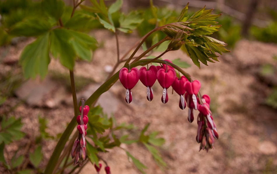 한택식물원에 다녀온 이야기... 46
