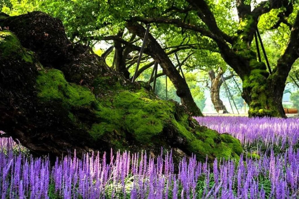 성주 성밖숲 맥문동