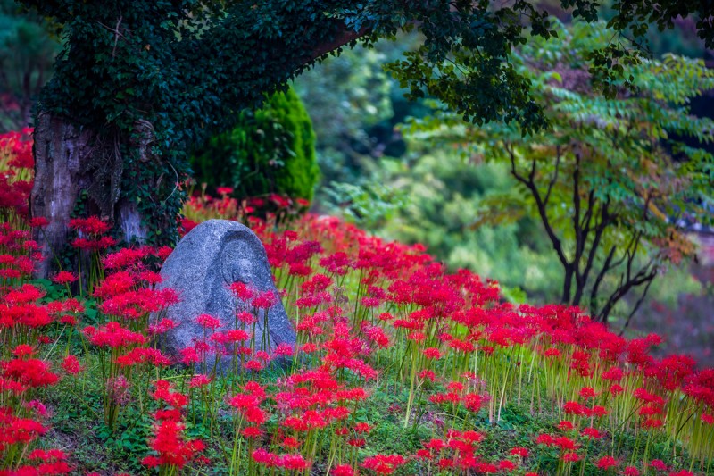 함평군 용천사 꽃무릇
