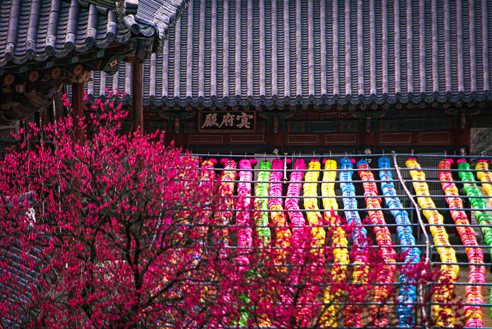 구례 화엄사 매화(20100403)IMGP1633 Photo by Happist