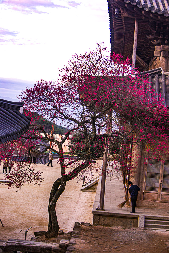 구례 화엄사 매화(20100403)IMGP1643 Photo by Happist