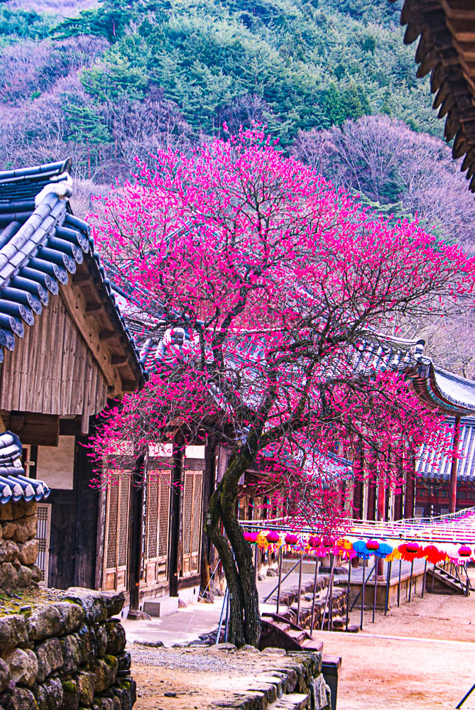 화엄사 홍매화 1