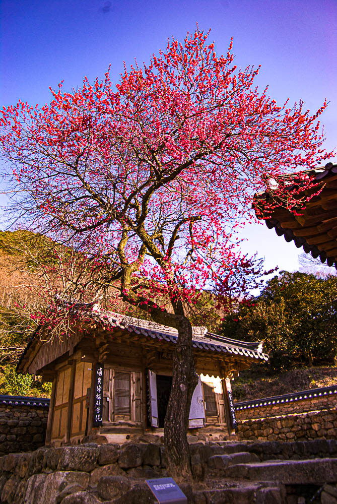 화엄사 홍매화 3