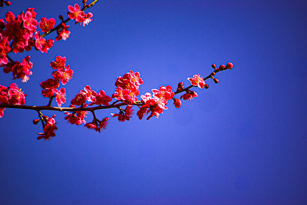 화엄사 홍매화 2